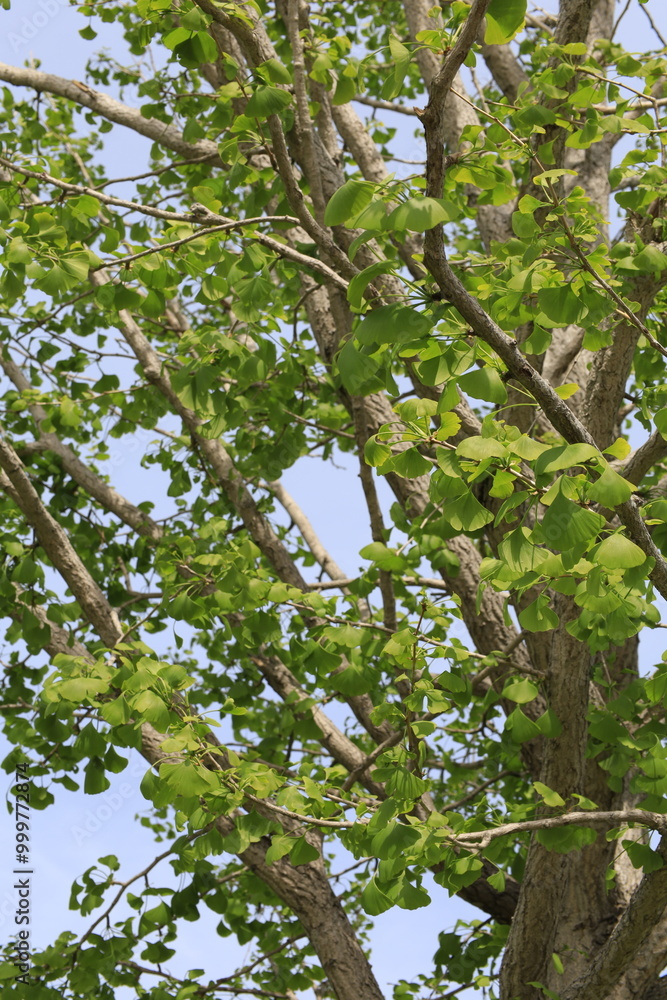 ginkgo tree ginkgo tree