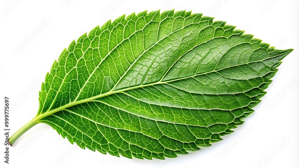 Obraz premium Green leaf isolated on white background with clipping path close-up