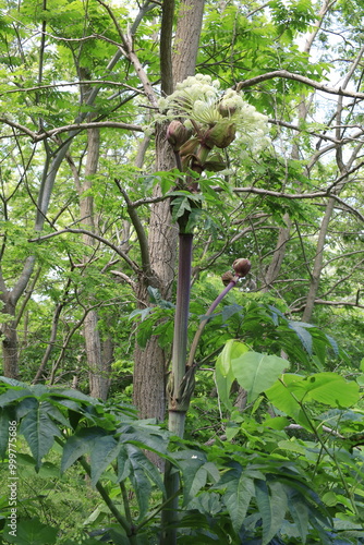 udo plant