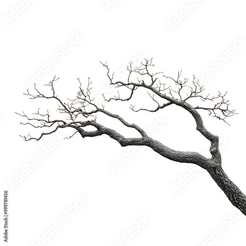 A detailed, bare tree branch with intricate twigs against a black background, highlighting its unique structure and texture.