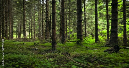 Wallpaper Mural View of the Forest in Norway. Beautiful nature of Norway. The camera moves from the first person through the thicket of a pine forest. Torontodigital.ca