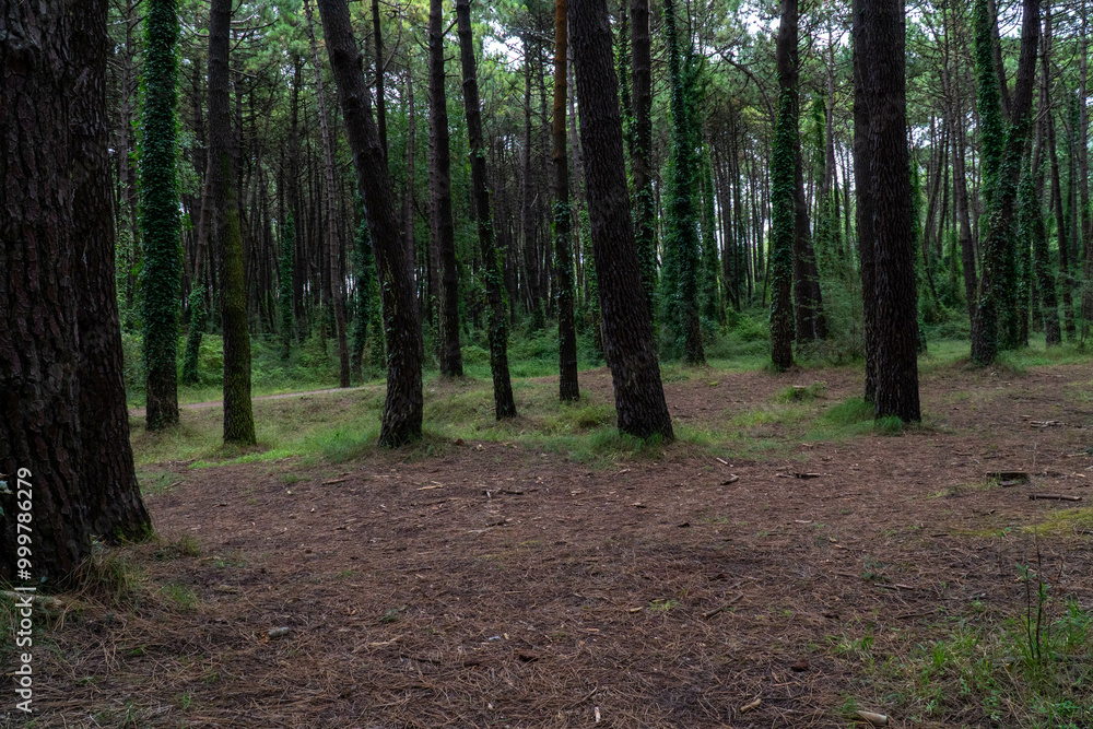 Obraz premium camino por bosque de pinos en Liencres