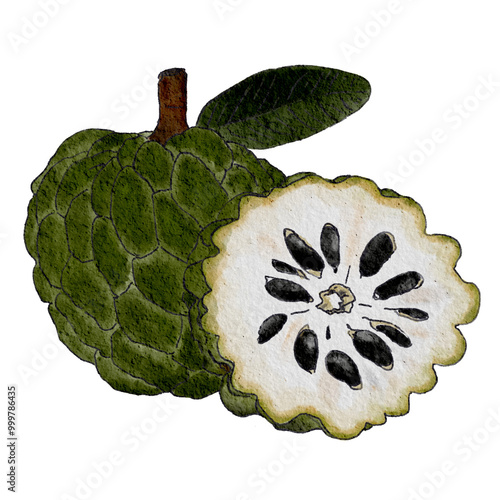 Hand draw custard apple on watercolor texture. slice of custard apple with leaf