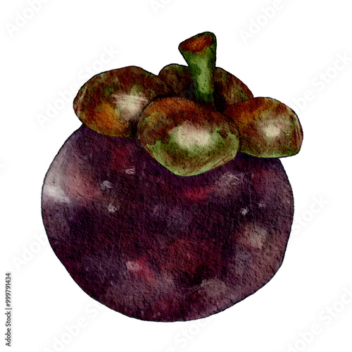 Hand draw watercolor mangosteen. Watercolor texture print.