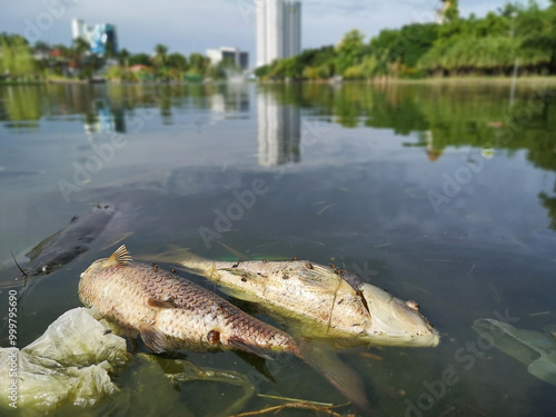 Fotografia Fish die in polluted water.