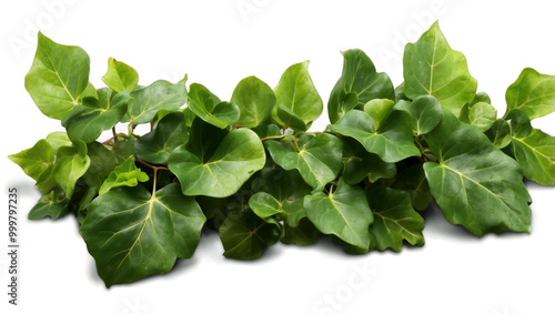 Ivy Leaf 2