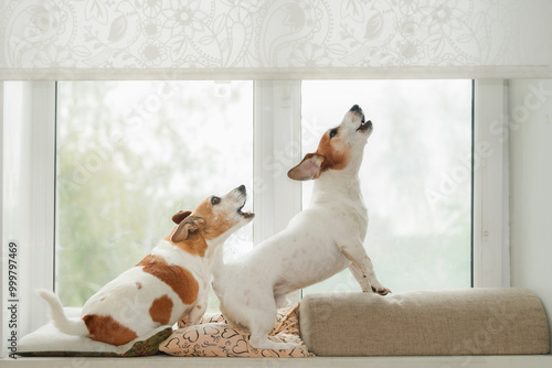 Two dogs in an window, howling, guarding and barking at what they see outside.