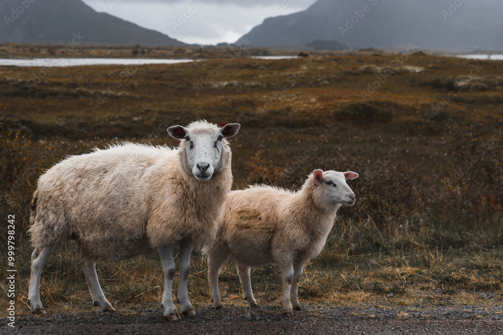 Fototapeta premium Sheep with lamb. Lofoten Norway