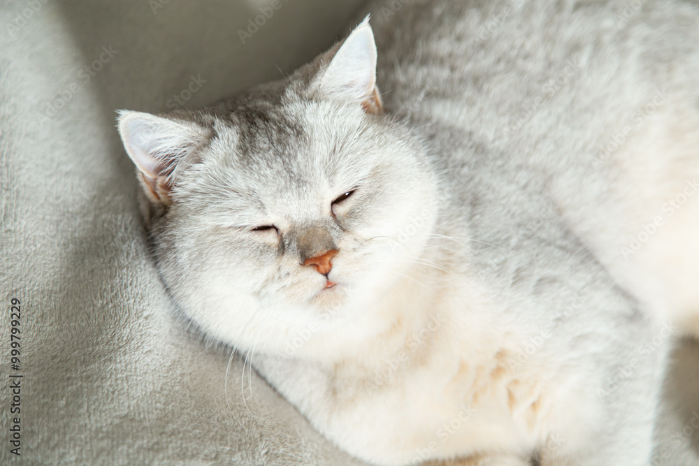 A British shorthair silver cat sleeps on a gray blanket. A British shorthair silver cat sleeps on a gray blanket.