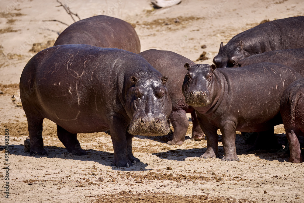 A hippopotamus at Chobe River creates a powerful scene. Picture a massive hippo partially submerged in the water, with only its eyes, ears, and nostrils visible above the surface. A hippopotamus at Chobe River creates a powerful scene. Picture a massive hippo partially submerged in the water, with only its eyes, ears, and nostrils visible above the surface.