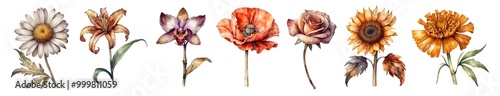 Set of various watercolour colourful dried topical flowers isolated on transparent background. Generative AI