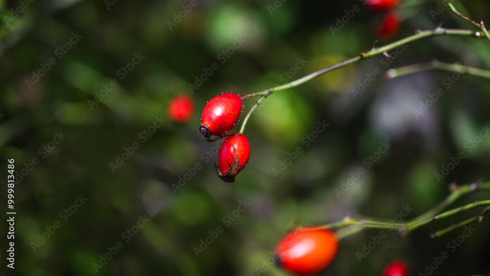 Gardening or nature background: rose hips on the bush in autumn