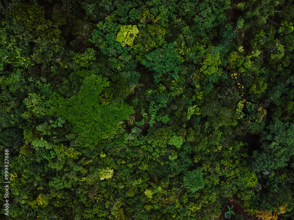 Tree crowns of endemic trees in Santa Catarina, Brazil. Aerial view Tree crowns of endemic trees in Santa Catarina, Brazil. Aerial view