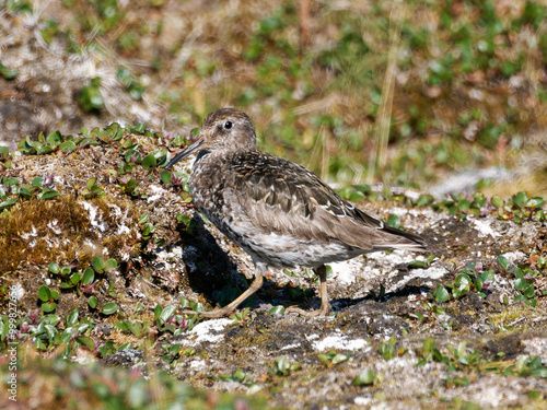 Purple Sandpiper, Hemsedalen, Spitsbergen, Svalbard photo