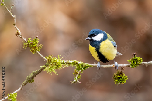 Mésange charbonnière (Réduire le bruit, Avec accentuation )