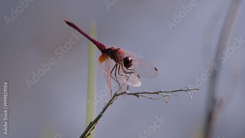 Dragonfly perched on a thin branch, with transparent wings and a vibrant-colored body. The image highlights the delicacy and beauty of this insect in its natural environment. photo