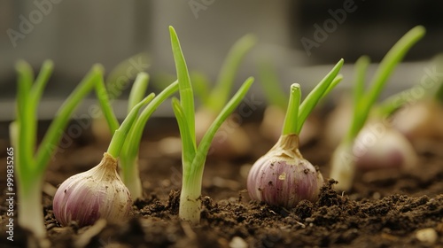 Garlic bulbs on soil with tiny green shoots sprouting, depicting transformation from seed to new life.