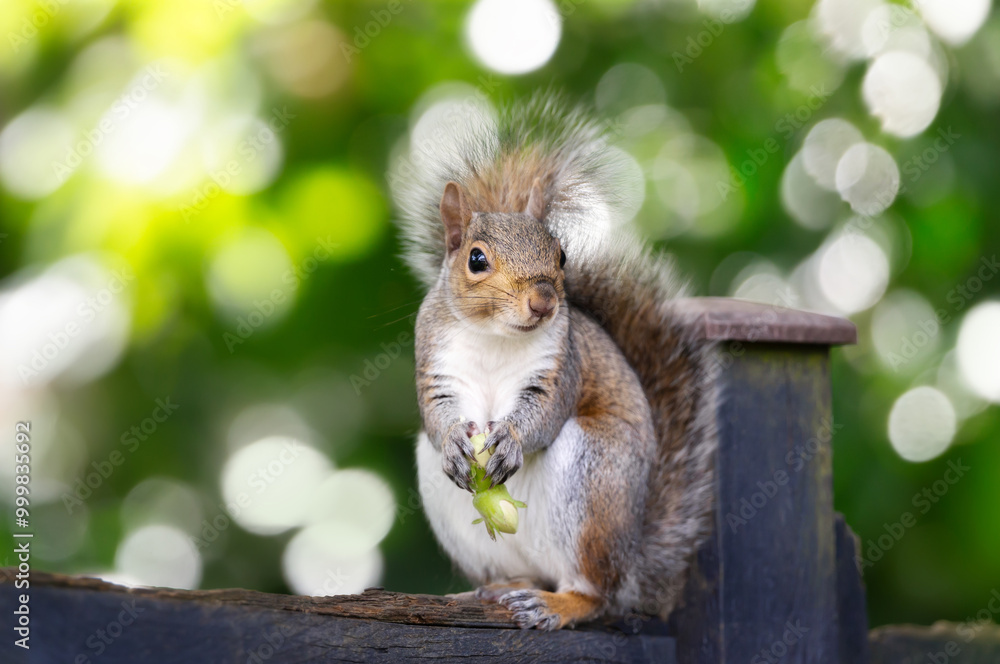 Portrait of a cute grey squirrel eating green hazelnuts on a garden fence Portrait of a cute grey squirrel eating green hazelnuts on a garden fence