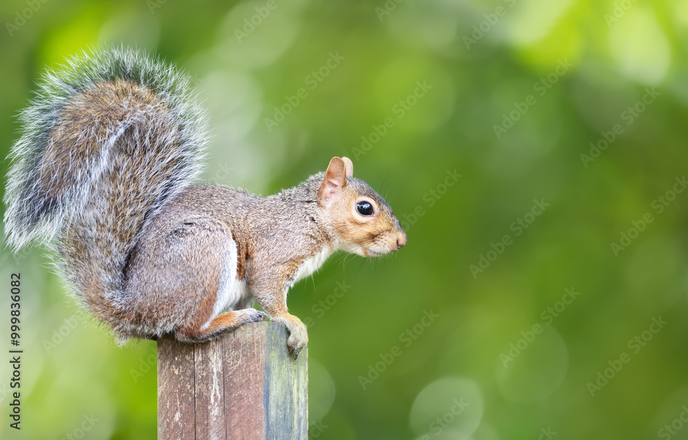 Obraz premium Portrait of a curious grey squirrel sitting on a garden fence post