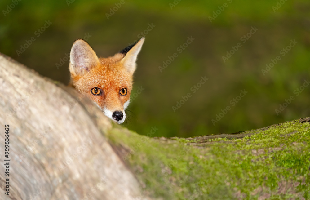 Curious red fox cub peeking over tree trunk in the forest Curious red fox cub peeking over tree trunk in the forest