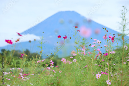 meadow with flowers