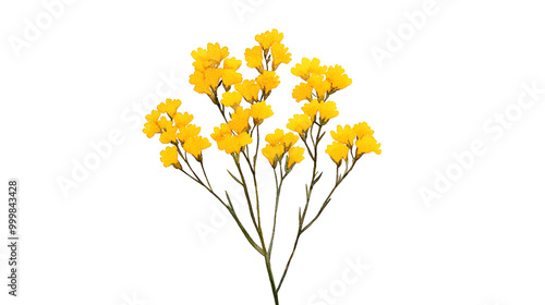 Watercolor yarrow, delicate yellow blooms, isolated on white, soft brushstrokes, minimalistic floral design., ready to bring joy to any space , cartoon drawing, water color style photo