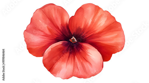 Watercolor sweet William, vibrant red petals, isolated on white, soft brushstrokes, clean floral form., ready to bring joy to any space , cartoon drawing, water color style