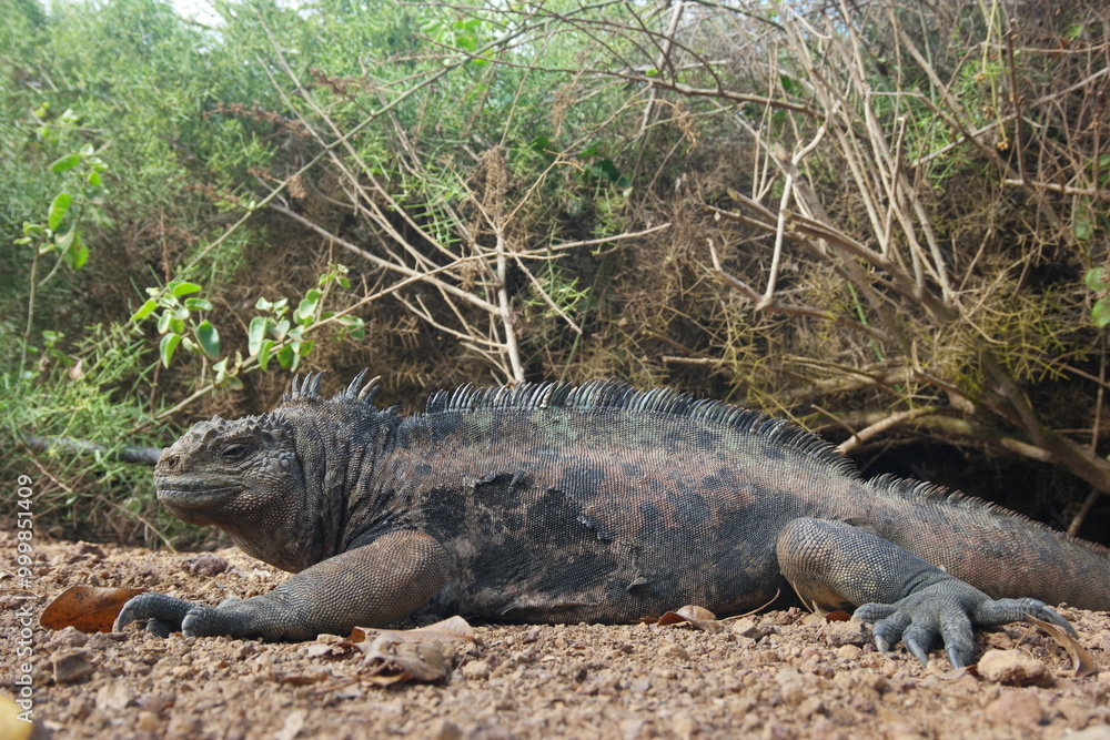 Giant land iguana resting on the ground at the Galapagos Charles Darwin Research Station during a sunny afternoon Giant land iguana resting on the ground at the Galapagos Charles Darwin Research Station during a sunny afternoon