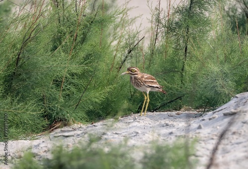 close up photo of Indian Thick-knee. Indian stone-curlew or Indian thick-knee is a species of bird in the family Burhinidae. photo