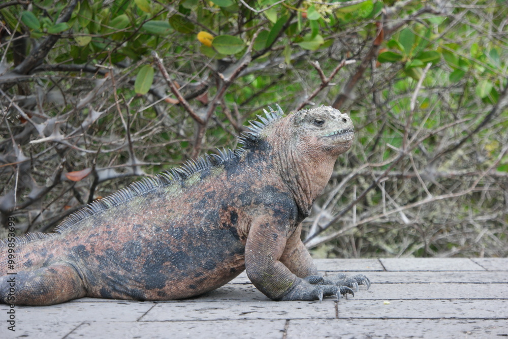 Obraz premium Relaxed Galapagos land iguana basking in the sun among greenery in the Galapagos Islands during the afternoon