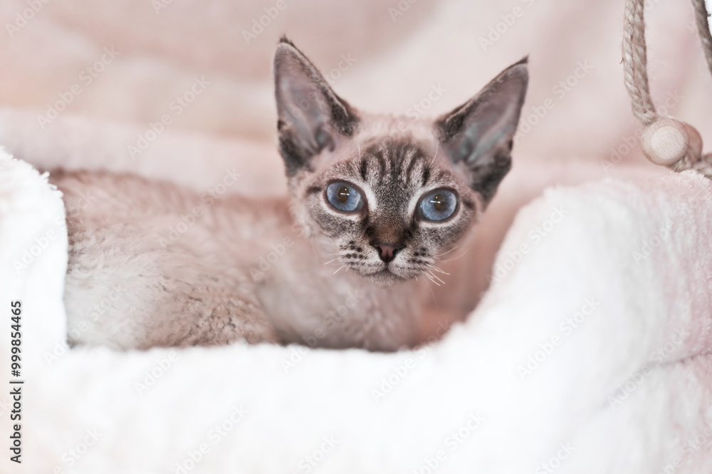 Devon Rex Katze liegt in ihrem Körbchen Devon Rex Katze liegt in ihrem Körbchen