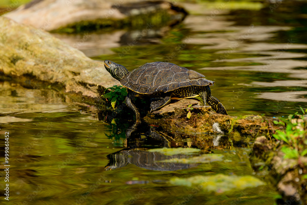 Fototapeta premium Painted turtle (Chrysemys picta) pulled out on a fallen tree trunk catching some warming rays from the sun on the Toronto Islands 
