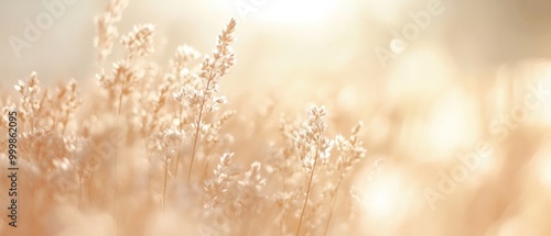 A soft-focus shot of delicate wheat stalks glowing in the golden light of a peaceful summer morning.