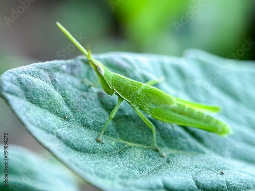 Close up of Oriental longheaded locust (Acrida cinerea) photo