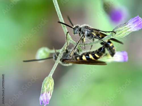 Close up of scoliid wasps (Scoliidae) photo