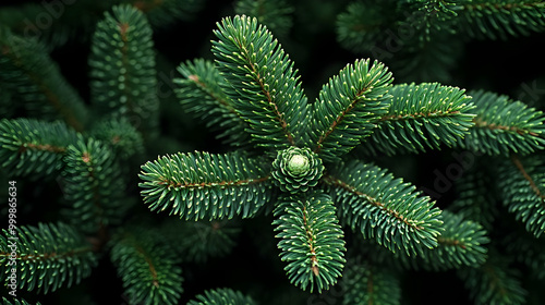 Close Up of Evergreen Tree ...