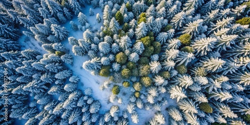 Aerial View of Snowy Evergreen Forest in Winter