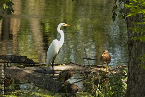 Great egret with is duck