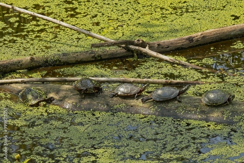 Four Turtles on a tree in a stream