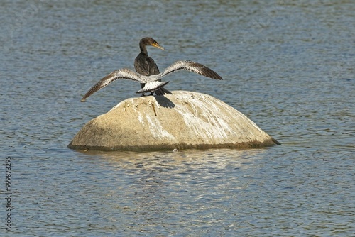 dont move I pass mr.Cormorant
