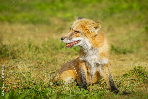 A close up of a Red Fox in the grass