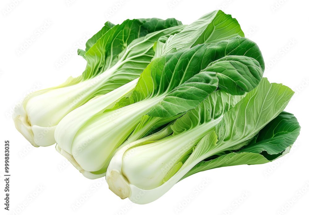 Fresh bok choy or chinese cabbage. Pak choi isolated on white background. Fresh bok choy or chinese cabbage. Pak choi isolated on white background.