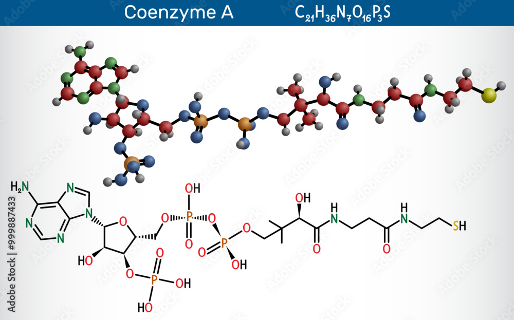 Coenzyme A, CoA, SHCoA, CoASH molecule. Essential coenzyme in fatty acid metabolism and the Krebs cycle, citric acid cycle. Vector Coenzyme A, CoA, SHCoA, CoASH molecule. Essential coenzyme in fatty acid metabolism and the Krebs cycle, citric acid cycle. Vector