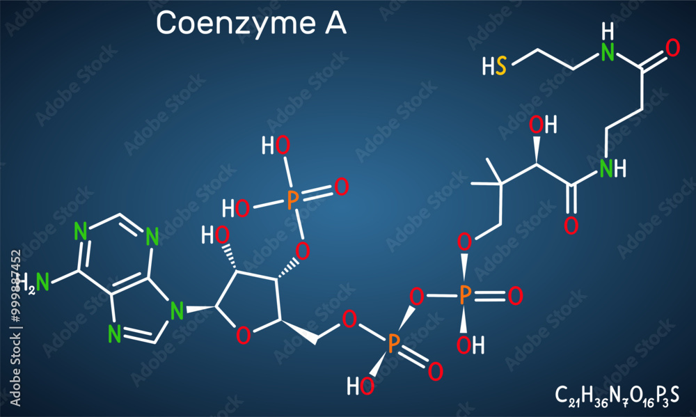 Coenzyme A, CoA, SHCoA, CoASH molecule. Essential coenzyme in fatty acid metabolism and the Krebs cycle, citric acid cycle. Structural chemical formula, dark blue background Coenzyme A, CoA, SHCoA, CoASH molecule. Essential coenzyme in fatty acid metabolism and the Krebs cycle, citric acid cycle. Structural chemical formula, dark blue background