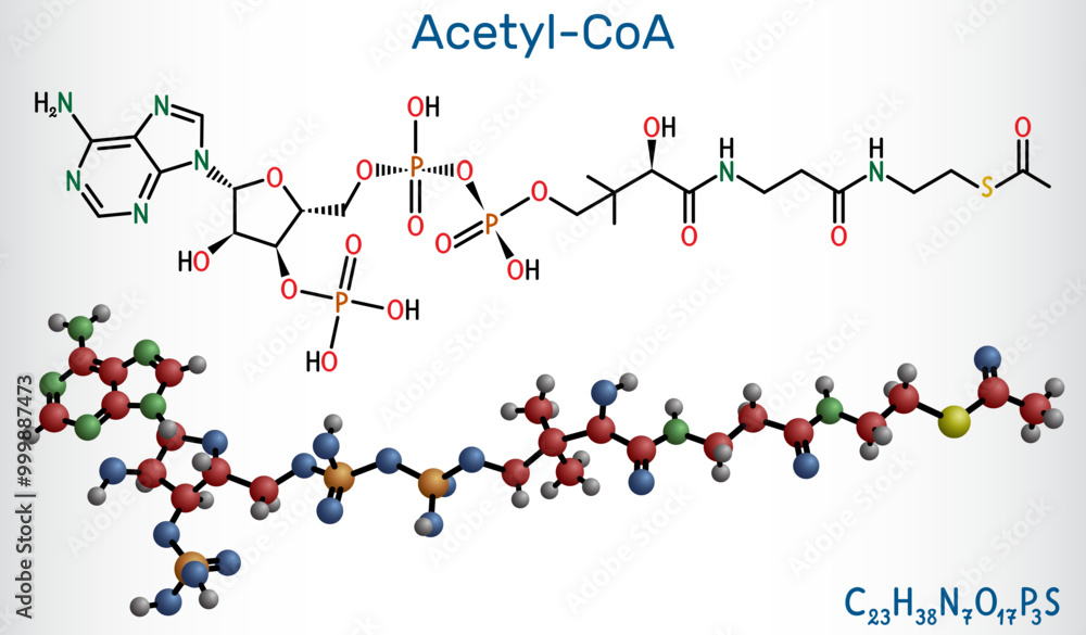 Acetyl-CoA, acetyl coenzyme A molecule. Key coenzyme in fatty acid biosynthesis and the Krebs cycle, citric acid cycle. Vector illustration Acetyl-CoA, acetyl coenzyme A molecule. Key coenzyme in fatty acid biosynthesis and the Krebs cycle, citric acid cycle. Vector illustration