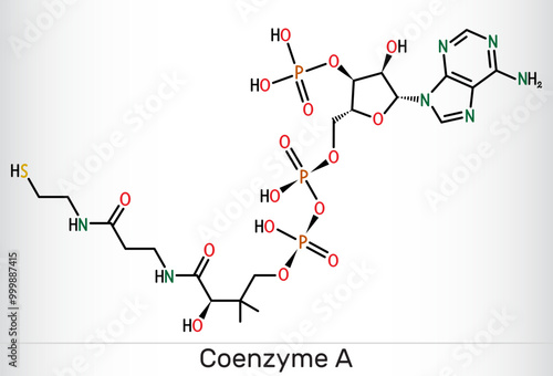 Coenzyme A, CoA, SHCoA, CoASH molecule. Essential coenzyme in fatty acid metabolism and the Krebs cycle, citric acid cycle. Structural chemical formula. Vector
