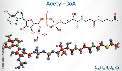 Acetyl-CoA, acetyl coenzyme A molecule. Key coenzyme in fatty acid biosynthesis and the Krebs cycle, citric acid cycle. Vector illustration