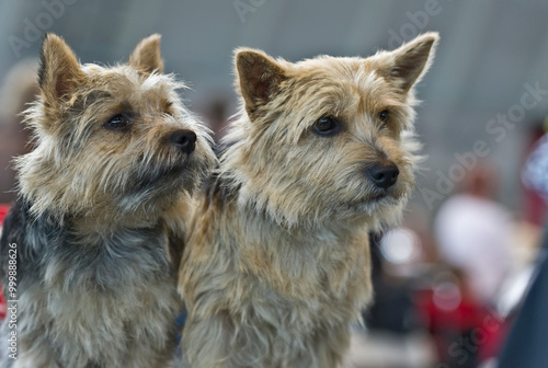 Porträt zweier Cairn Terrier auf einer Hunde Show photo