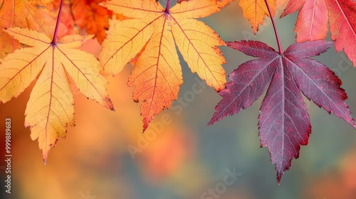 Autumn leaves in vibrant orange and red hues, nature's colorful transformation.