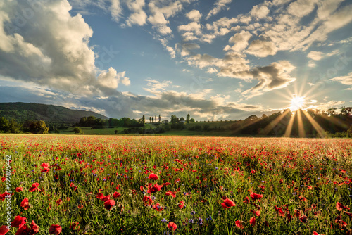 Schweiz, Aesch, Aesch BL, Aesch bi Gott, Mohnfeld, Brachland, Blumenwiese, Schlatthof, Abendstimmung, Baselland, Baselbiet, Birseck